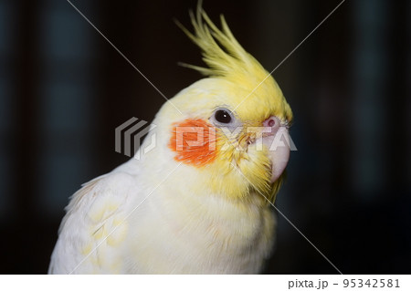 ペット お気に入り 愛玩動物 95342581