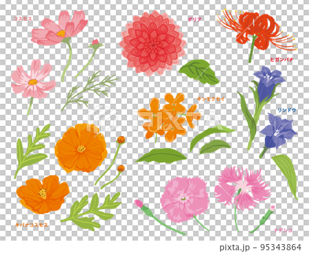 秋の花のイラスト集 95343864