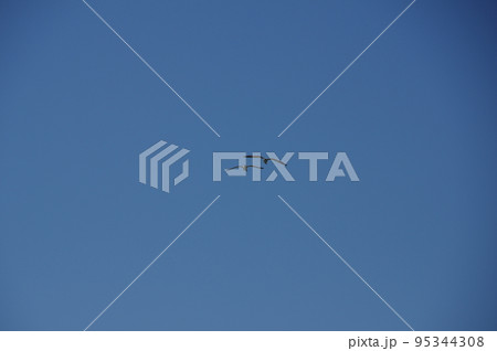 仲良しカモメ。 95344308