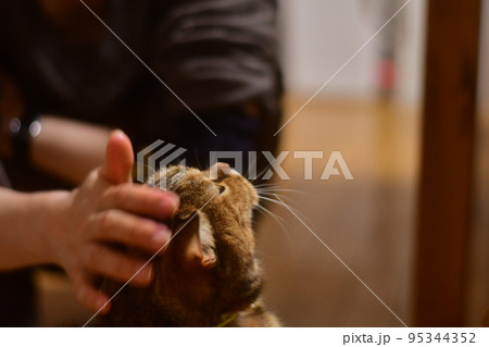 頭を撫でられる猫 頭を撫でられる猫 95344352