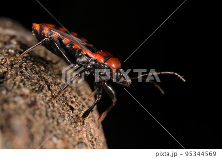 生き物　昆虫　アカシマサシガメ、平たい体は十二ミリほど。太い口吻が目立つ、腹側は真っ黒です 95344569
