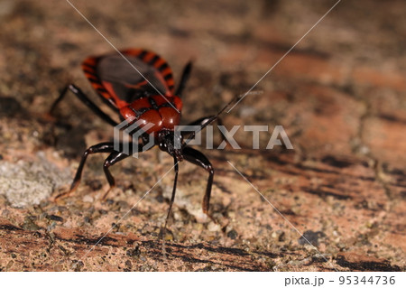 生き物　昆虫　アカシマサシガメ、肉食の昆虫。地表性で餌はヤスデなどだそうです 95344736