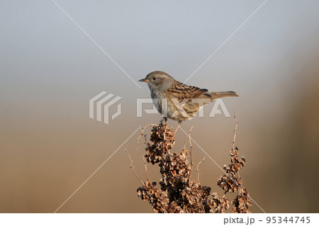 The dunnock (Prunella modularis) The dunnock (Prunella modularis) 95344745