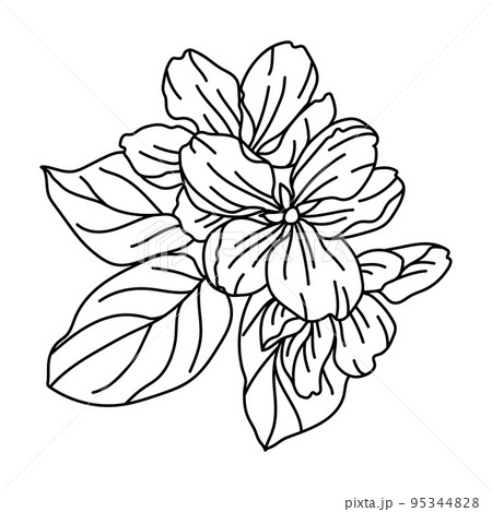 Illustration of apple tree flower. Beautiful decorative plant. Illustration of apple tree flower. Beautiful decorative plant. 95344828