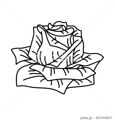 Illustration of rose flower. Beautiful decorative plant. Illustration of rose flower. Beautiful decorative plant. 95344847