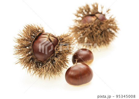 栗の実、収穫、秋の味覚、栗、白バック 95345008