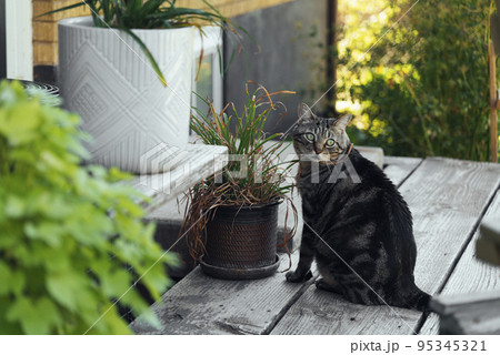 the cat is resting on the deck of the backyard against the background of the golden setting sun 95345321