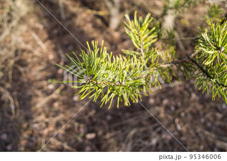 botany botany 95346006