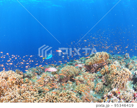南国のダイビング風景 95346419