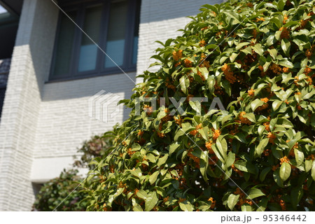 金木犀　庭木　10月　perming 季節の花　写真素材 95346442