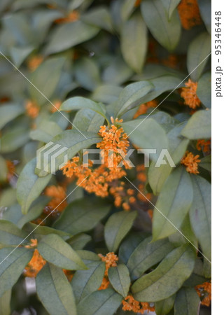 金木犀 庭木 10月 perming 季節の花 写真素材 金木犀 庭木 10月 perming 季節の花 写真素材 95346448