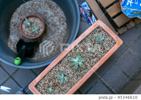 朧月 グラパラリーフ サボテン 多肉植物 朧月 グラパラリーフ サボテン 多肉植物 95346610