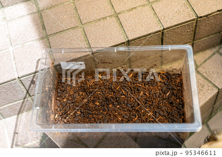 カブトムシの飼育　マット交換　ヘラクレスオオカブト 95346611