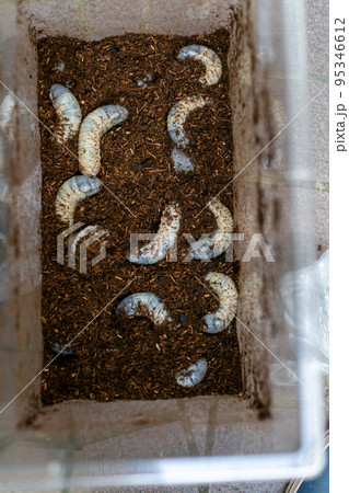 カブトムシの飼育 マット交換 ヘラクレスオオカブト カブトムシの飼育 マット交換 ヘラクレスオオカブト 95346612