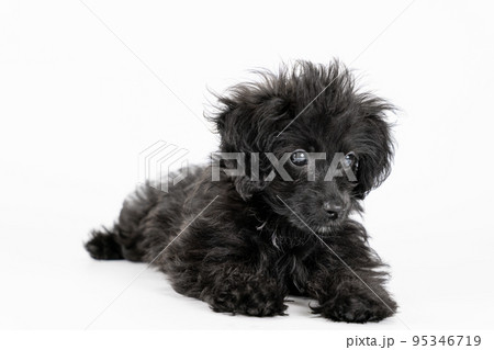 伏せをして前を見るミックスの仔犬 95346719