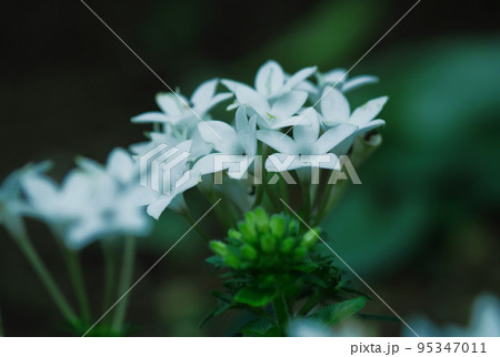 ペンタス 95347011