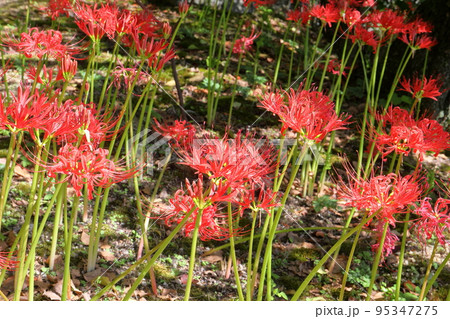 奈良県御所市大字楢原 葛城連山の麓にある葛城古道の道中にある九品寺境内の彼岸花(曼殊沙華) 奈良県御所市大字楢原 葛城連山の麓にある葛城古道の道中にある九品寺境内の彼岸花(曼殊沙華) 95347275