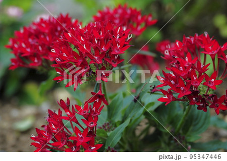 ペンタス 95347446