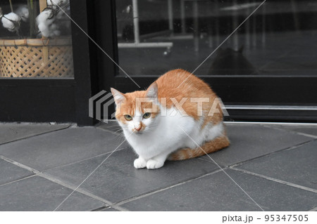 ジッとカメラを見つめる丸まった背中の野良猫 95347505