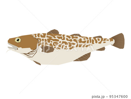 鱈のイラスト 鱈のイラスト 95347600