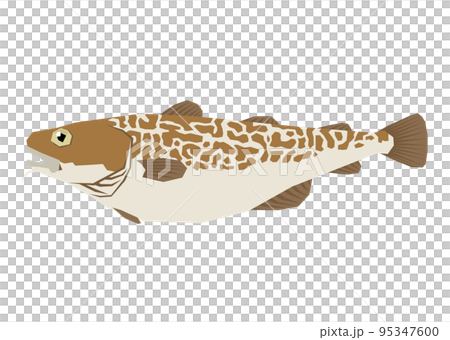 鱈のイラスト 鱈のイラスト 95347600