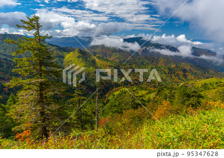 志賀高原 横手山 紅葉 志賀高原 横手山 紅葉 95347628