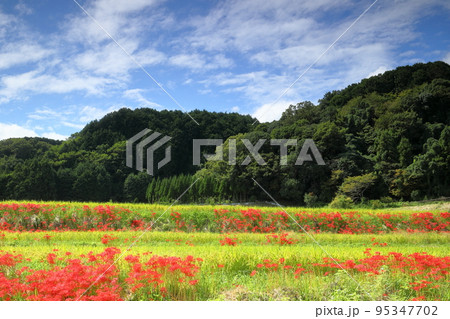 奈良県御所市森脇 葛城連山の麓にある葛城古道の道中にある葛城一言主神付近の彼岸花(曼殊沙華)と田園 奈良県御所市森脇 葛城連山の麓にある葛城古道の道中にある葛城一言主神付近の彼岸花(曼殊沙華)と田園 95347702