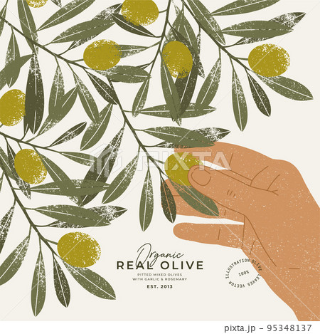 Olive tree design template. Hand touching olives on a tree. Vector illustration. 95348137