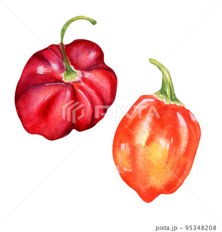 Habanero red hot pepper watercolor illustration isolated on white background. 95348208
