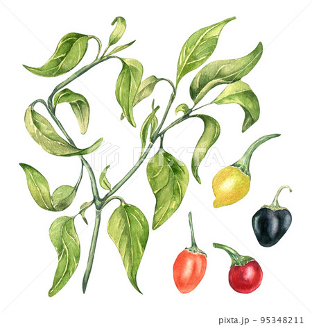 Hot pepper bush watercolor illustration isolated on white background. 95348211