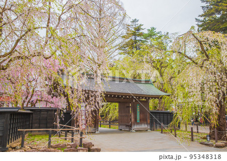 秋田県　角館武家屋敷　しだれ桜風景 95348318