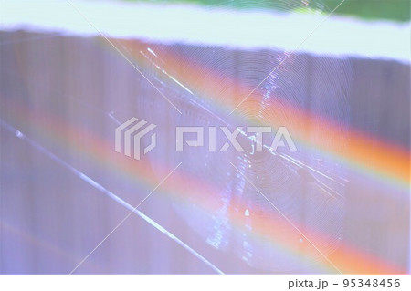 蜘蛛の巣 蜘蛛の巣 95348456