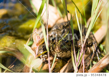 A large calm frog sits in the grass on a pond. Slow animal life 95348478