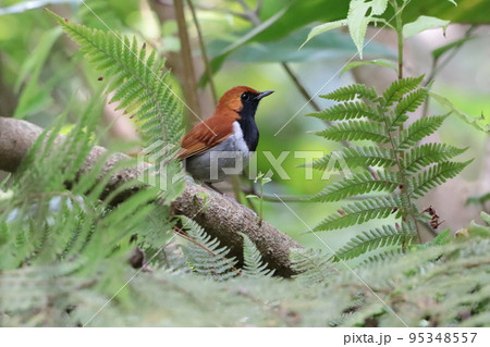 アカヒゲ 95348557