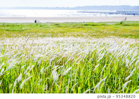 草地 が広がる 草原 【 はらっぱ の イメージ 】 草地 が広がる 草原 【 はらっぱ の イメージ 】 95348820