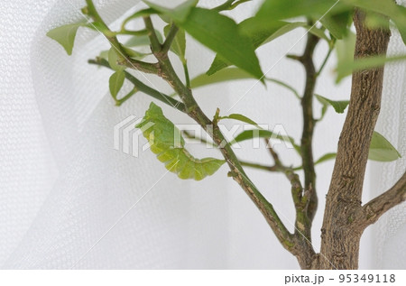 ナミアゲハの蛹化〈柑橘類の枝で、ナミアゲハが蛹になるところ〉 95349118