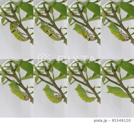 ナミアゲハの蛹化〈柑橘類の枝で、ナミアゲハが蛹になるところ〉 ナミアゲハの蛹化〈柑橘類の枝で、ナミアゲハが蛹になるところ〉 95349120