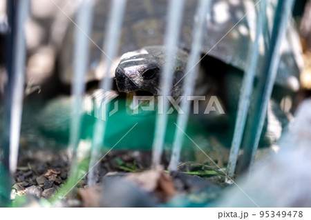 ケヅメ陸ガメ ヘルマンリクガメ 陸亀 ケヅメ陸ガメ ヘルマンリクガメ 陸亀 95349478