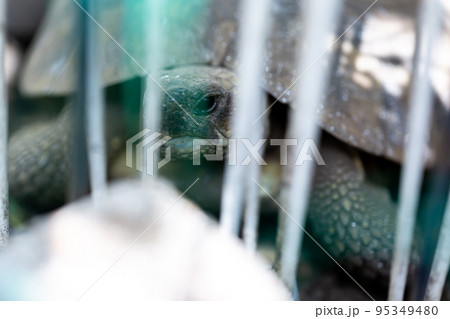 ケヅメ陸ガメ ヘルマンリクガメ 陸亀 ケヅメ陸ガメ ヘルマンリクガメ 陸亀 95349480