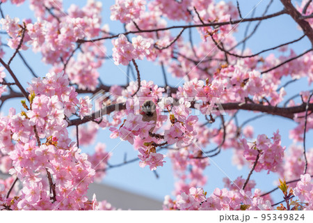 河津桜の花とスズメ 95349824