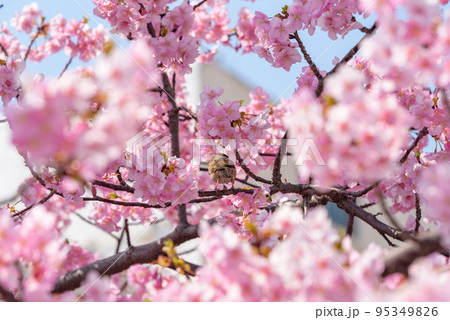 河津桜の花とスズメ 95349826