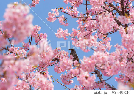 河津桜の花とヒヨドリ 95349830