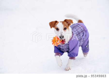Funny dog dressed in waterproof suit looking into camera 95349863