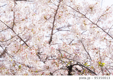 満開の桜 満開の桜 95350013