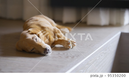 昼寝するミニチュアダックスの老犬 昼寝するミニチュアダックスの老犬 95350200