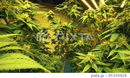 Cannabis plant in curative cannabis weed farm for medical cannabis product Cannabis plant in curative cannabis weed farm for medical cannabis product 95350926