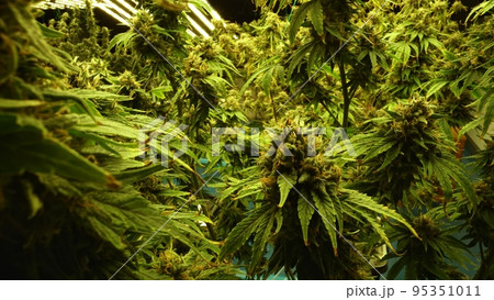 Cannabis plant in curative cannabis weed farm for medical cannabis product Cannabis plant in curative cannabis weed farm for medical cannabis product 95351011