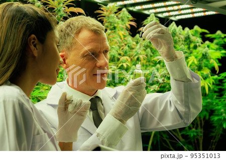 Scientist inspecting their gratifying CBD oil product in grow facilities. Scientist inspecting their gratifying CBD oil product in grow facilities. 95351013