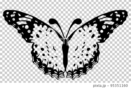 butterfly design butterfly design 95351160