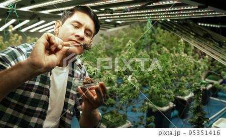 Marijuana farmer tests marijuana buds in curative marijuana farm 95351416